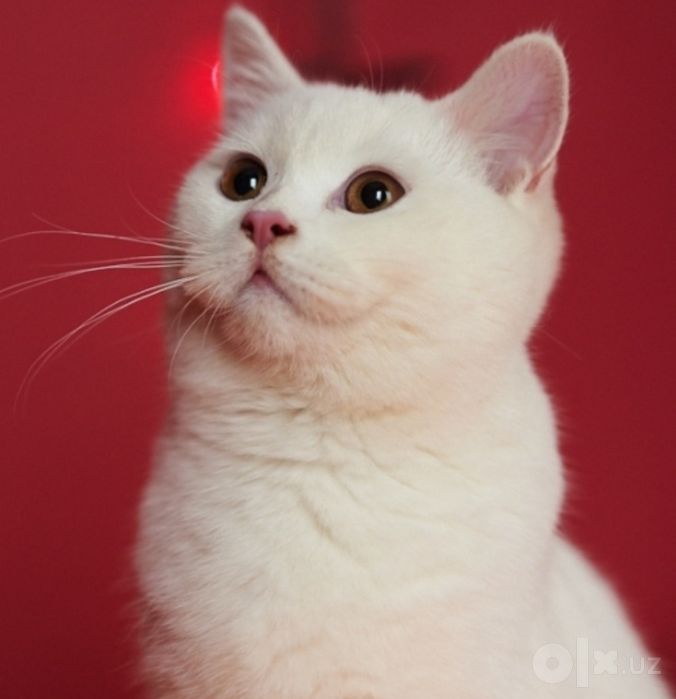 Британский котик