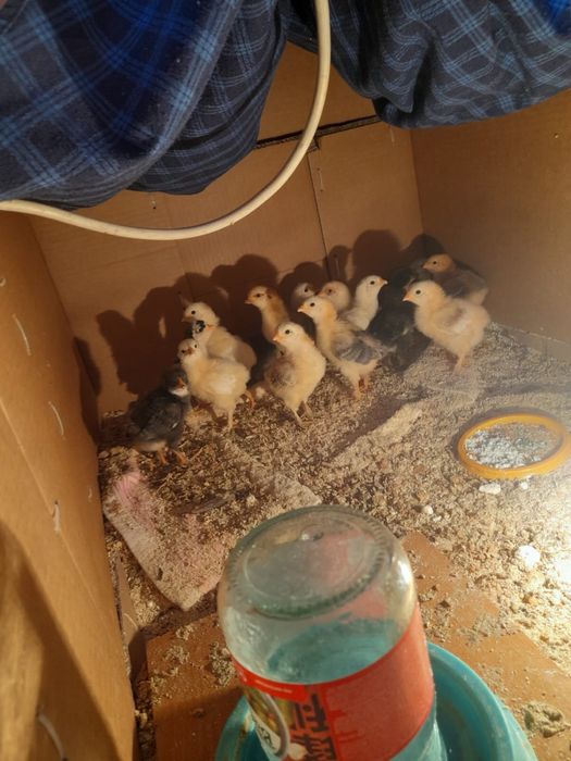 Есть Яйца для инкубатор.