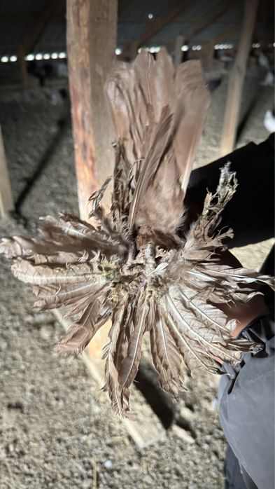 Голубь(кептер)