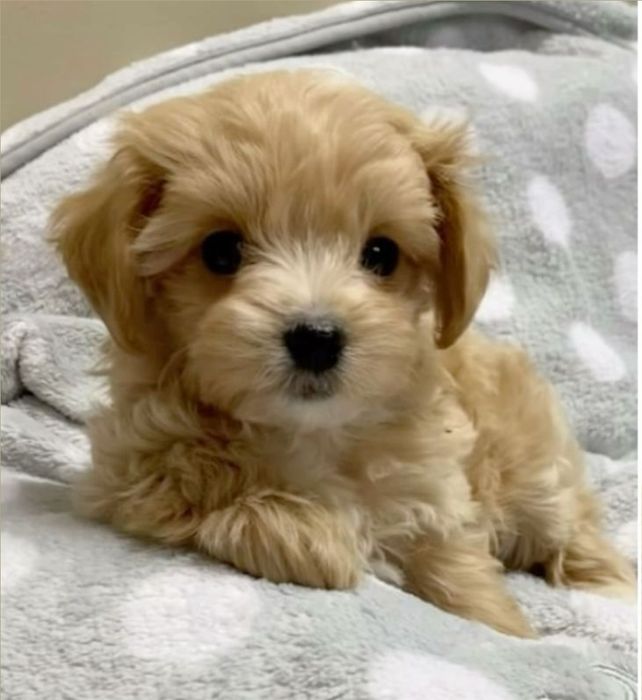 Maltipoo  Băiat  B