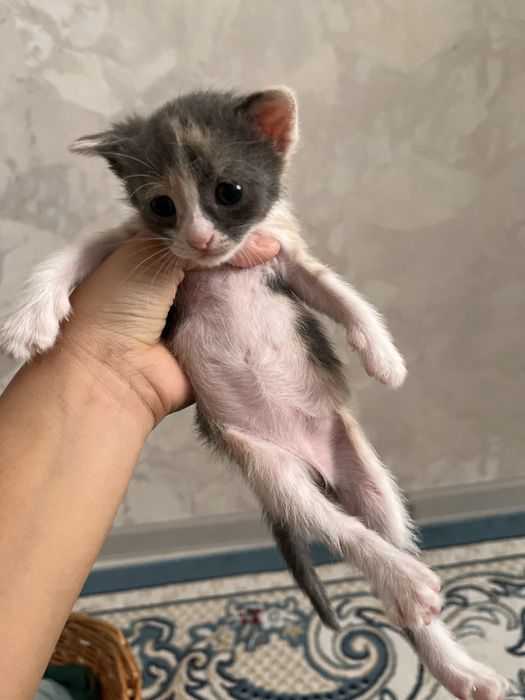 Котята маленькие