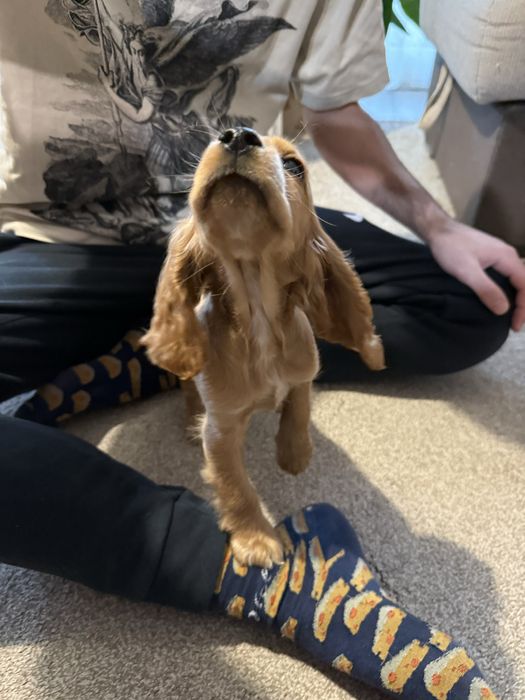 Кокер шпаньол мъжки