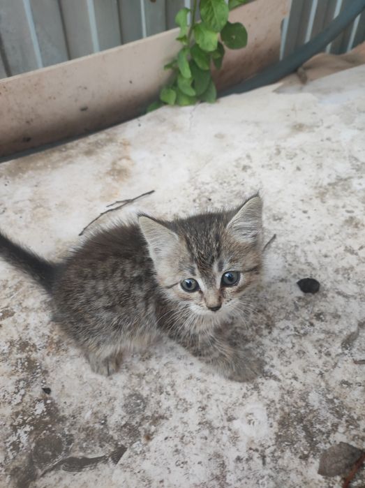 В добрые руки котёнок девочка