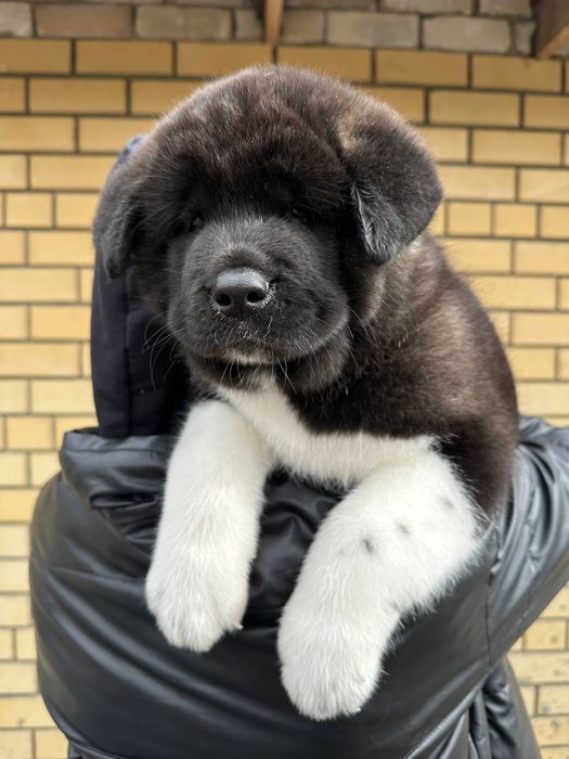 Зенки Американской Акиты