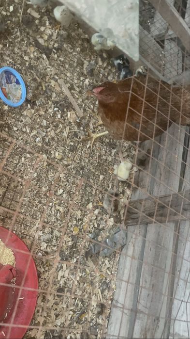 Курица и 12 цеплят