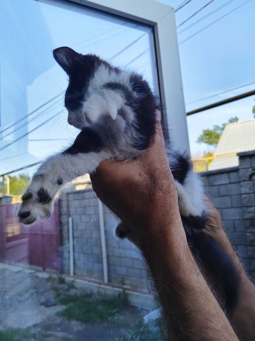 Отдам котят в хорошие руки