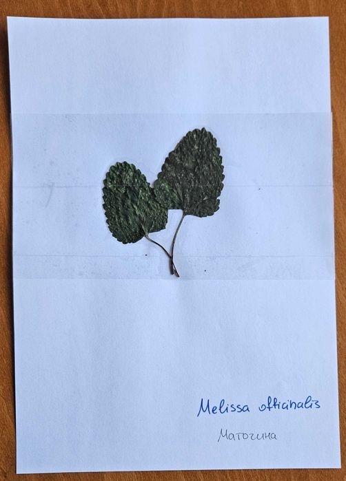 Хербарий ЛТУ - Фармакология