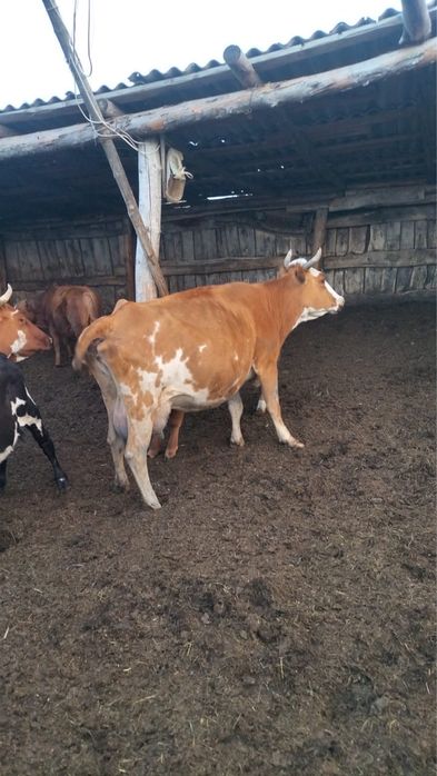 Продаются коровы, бычки, телята