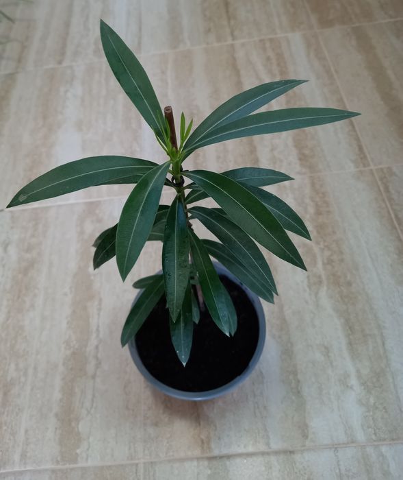 Leandru [Nerium oleander] 90 cm