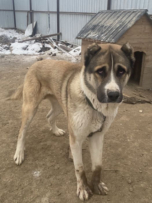 Төбет сатылады 2 жасар