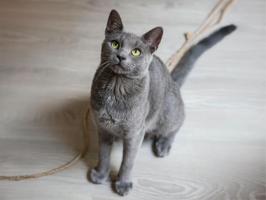 Руски сини котета