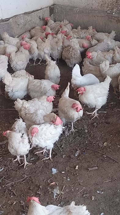 Тауық несушки сатылады