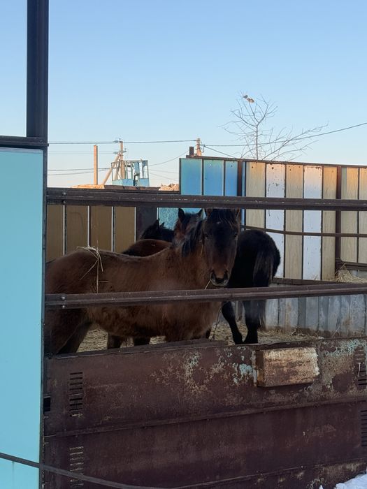 Продам жеребят на согым