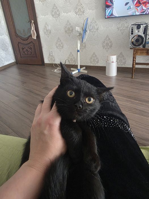 Котенок девочка в самые добрые рукт