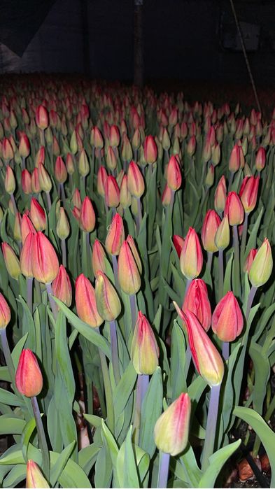 Тюльпаны Голландия