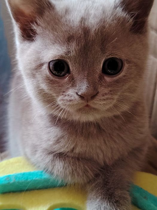 Селкирк рекс серо-голубая девочка