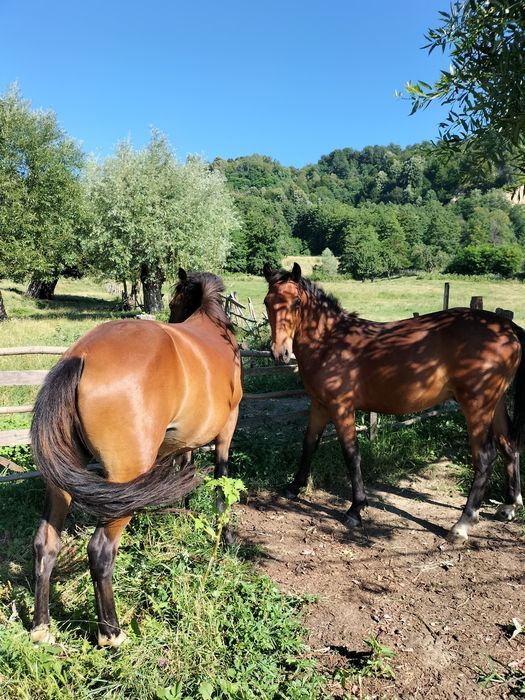 Vând măgari,cai și taur.