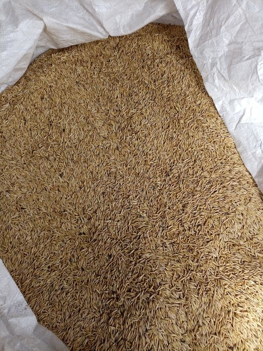 Ovãz de vânzarea 1,5