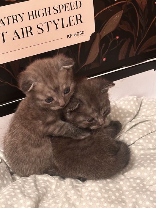 Шотландские вислоухи