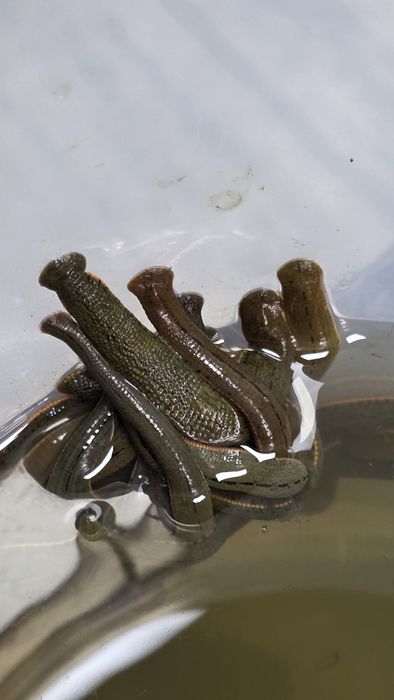 Zuluk zulluk dastafka