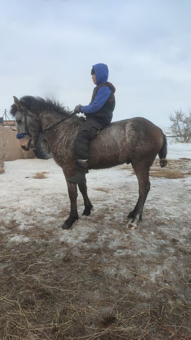 Кунан сатылады минги