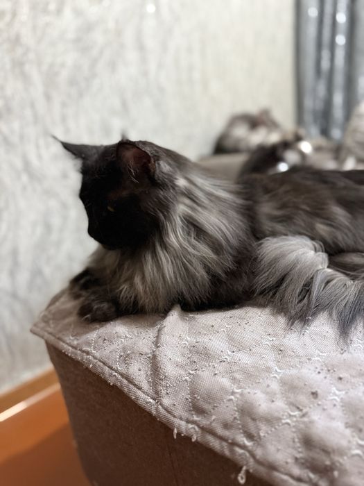 Кот породы Мейн кун. ВЯЗКА.