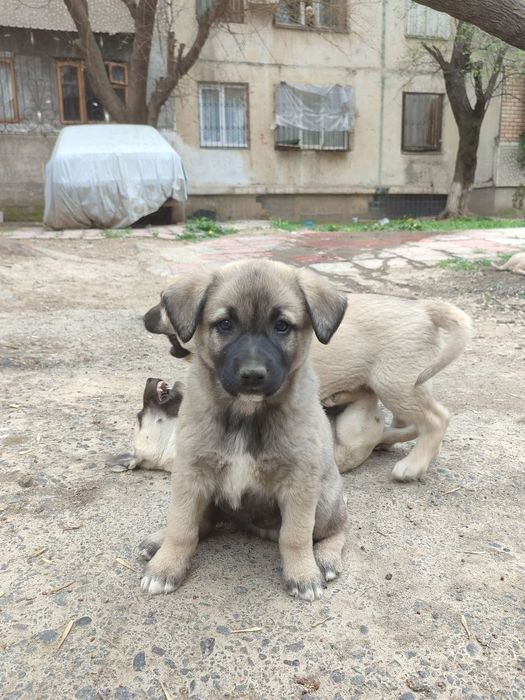 Собаки подкидыши