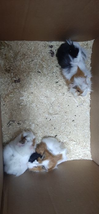 Продам Морские свинки