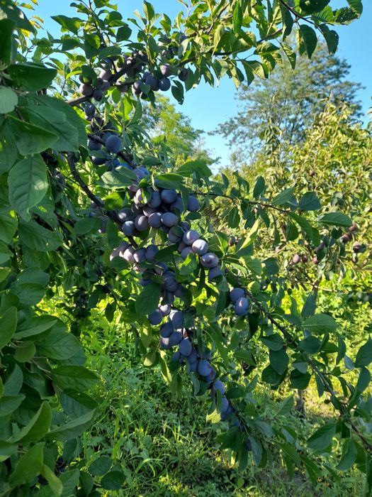 Vând prune, preț 8 lei/kg