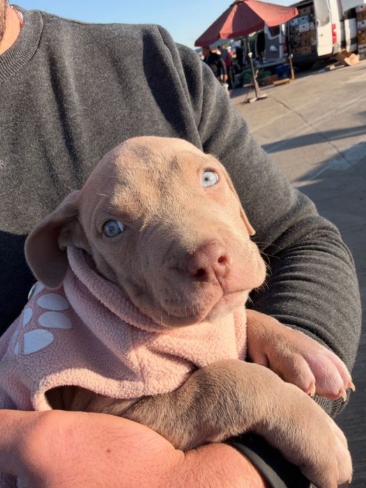 American bully xl femelă