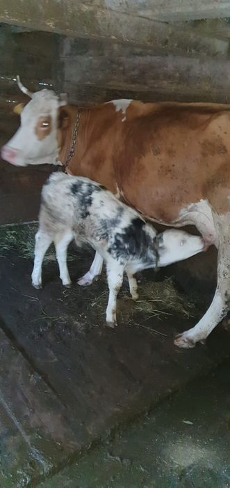 Vacă cu vițel de vânzare