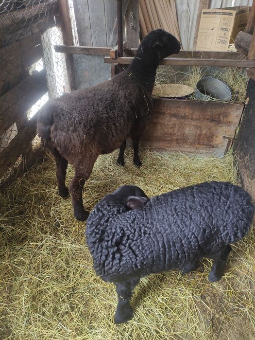 Продаются бараны