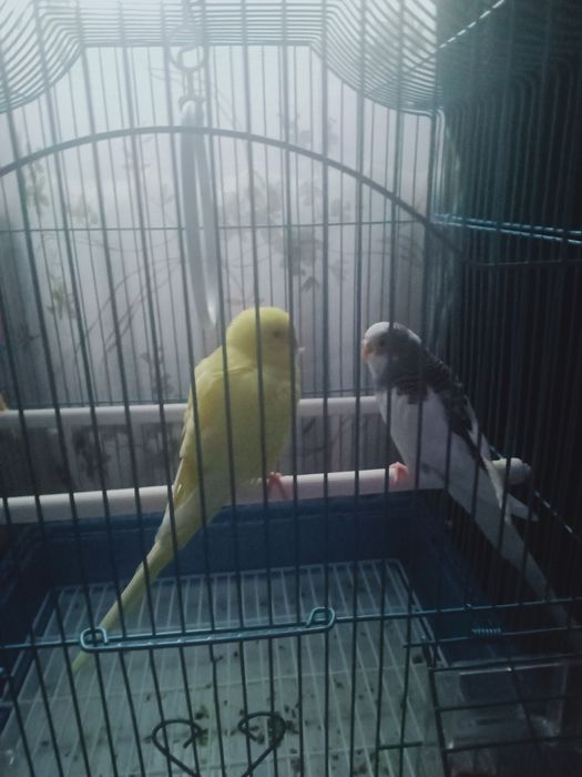 Домашние животные