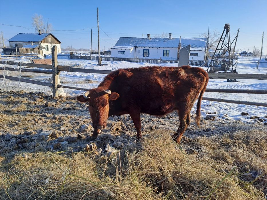 Продам корову стельная