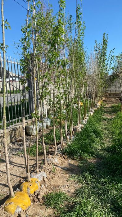 Саженцы, кошеттер Акция