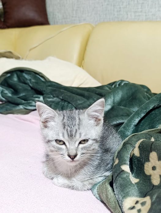 Отдам в добрые руки котят