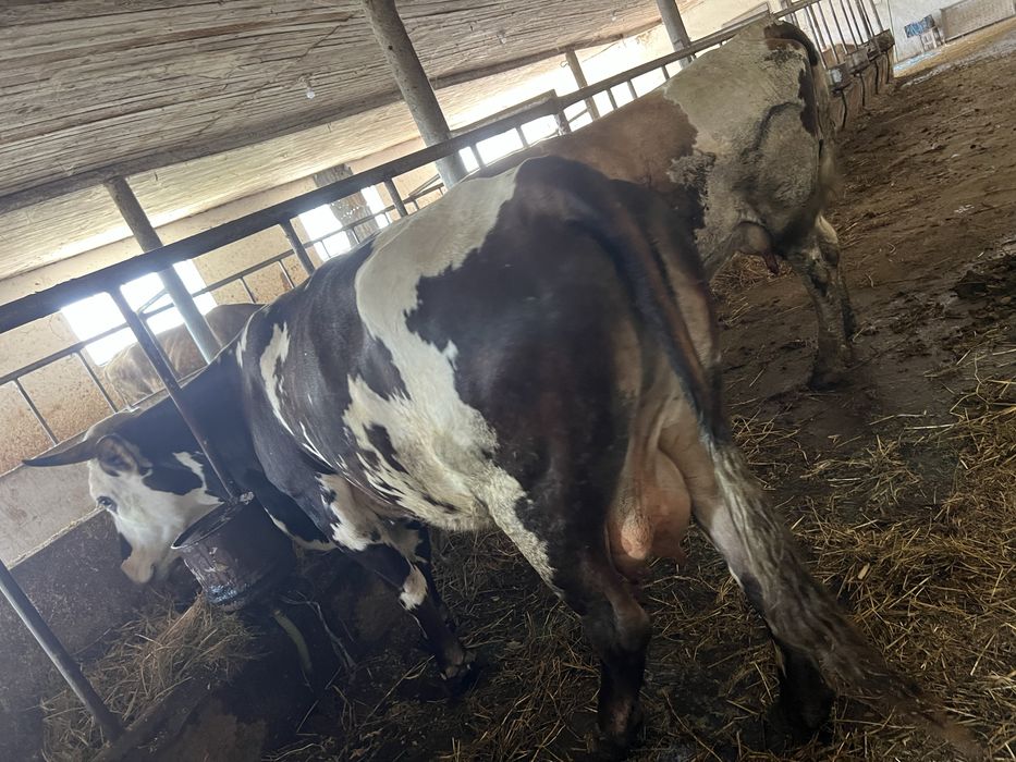 Vand vaca cu vita de 3 luni