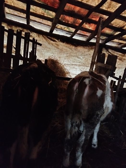 Vind vitale bălțate