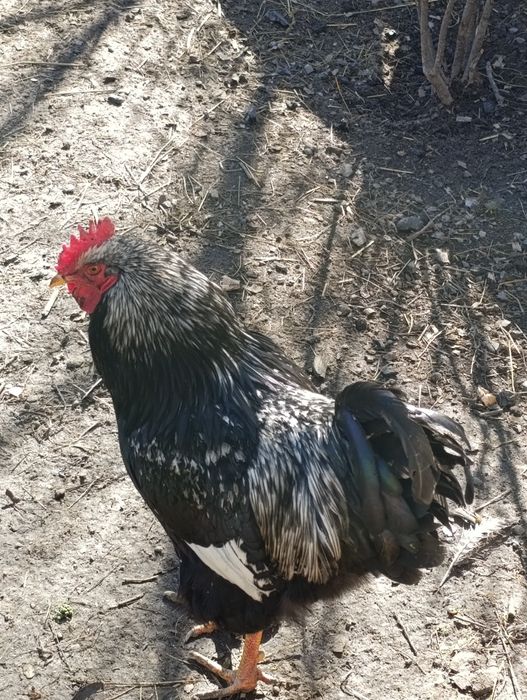 Cocoși , combatant indian , susex, barnevelder,