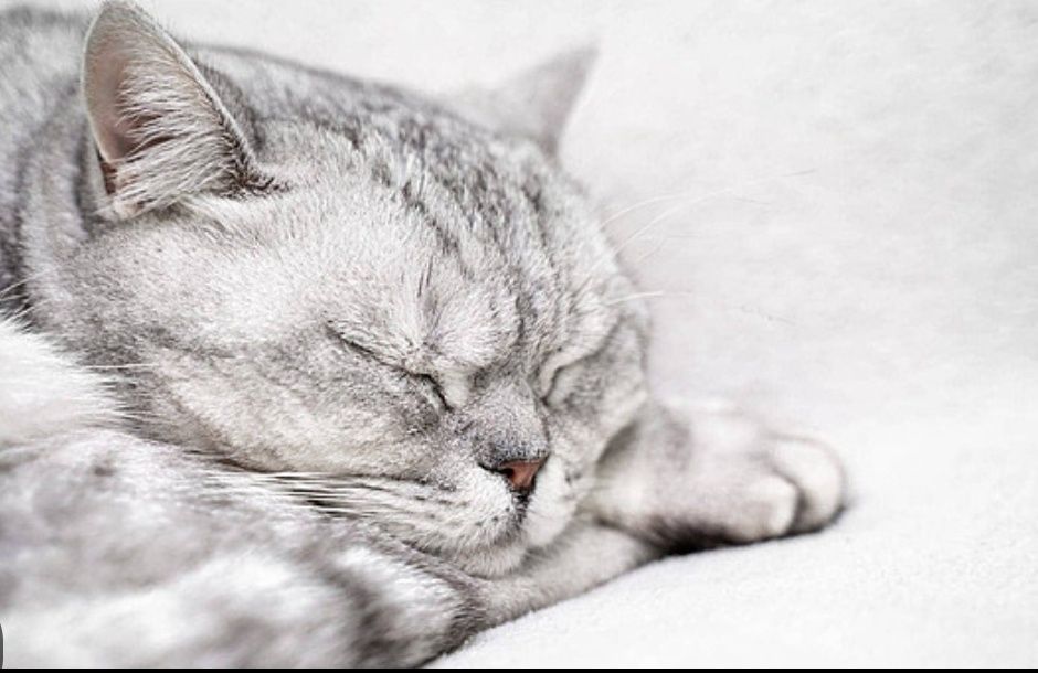 Adolf Laqabli \Lalafo Mushugi