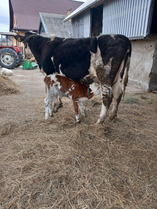 De vânzare junca la prima fătare