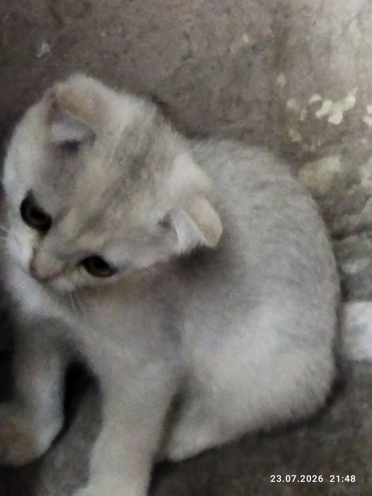 Срочно продаются шотландские котята
