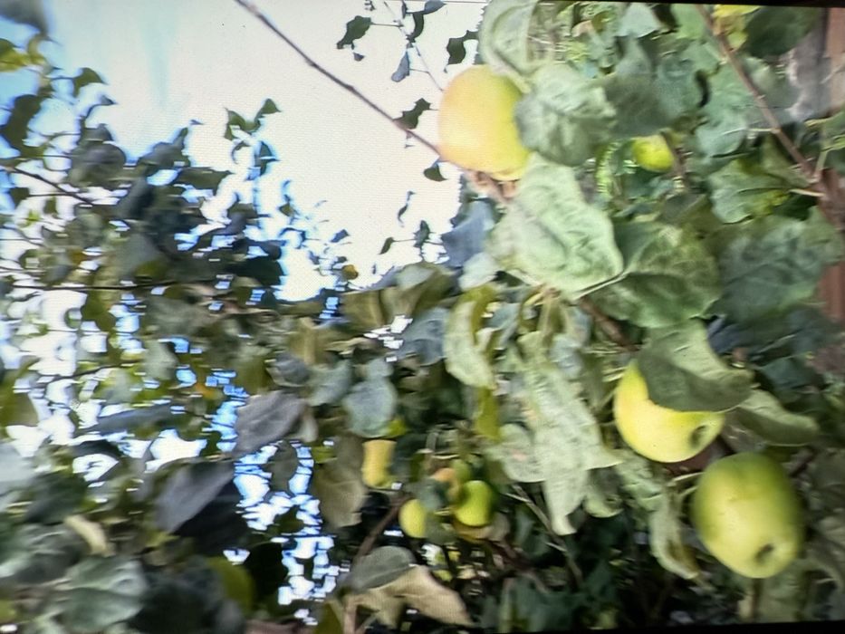 Продам дом в с Затон