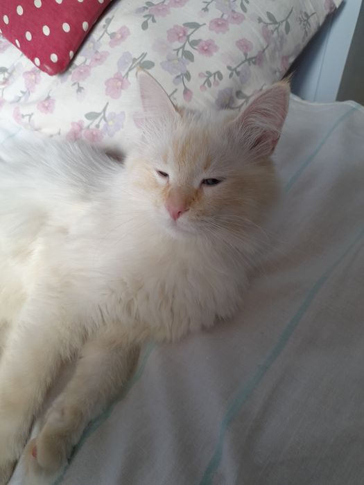 Регдолл мальчик 1 годик кастрирован привит.