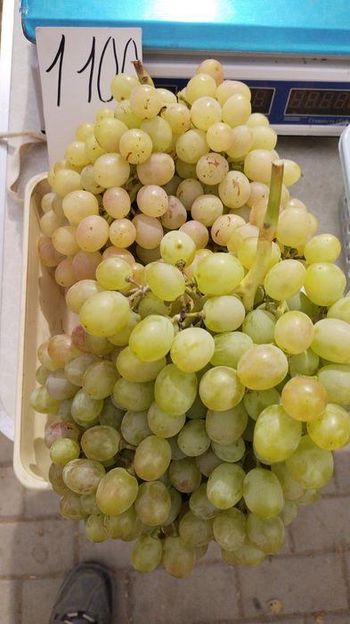 Продается дача 16,73 соток