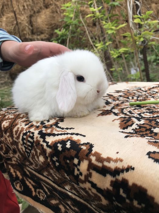 Кролики декоративные карликовые