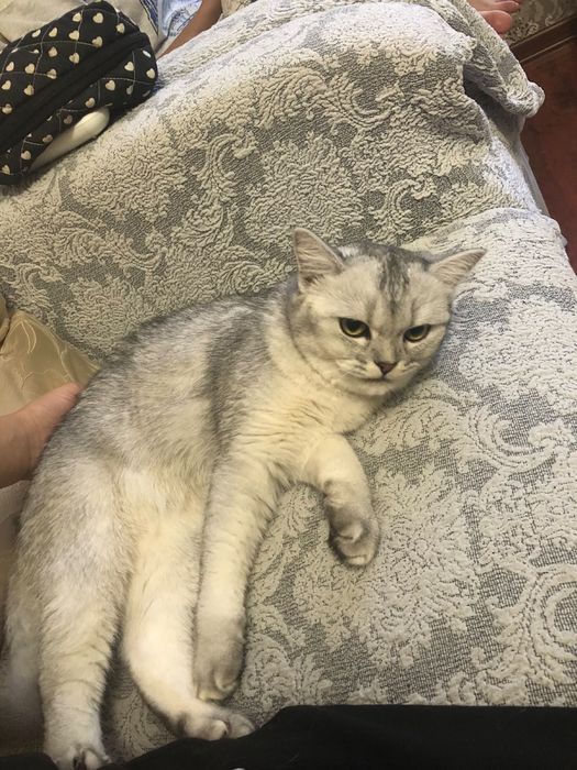 Британско шотландский кошка