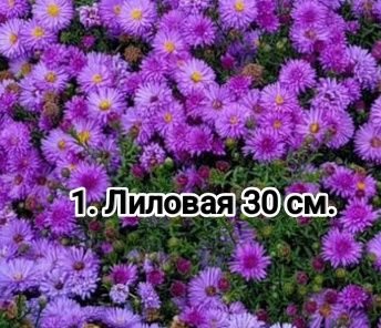Астра новобельгийская ( сентябрина) . Кжби