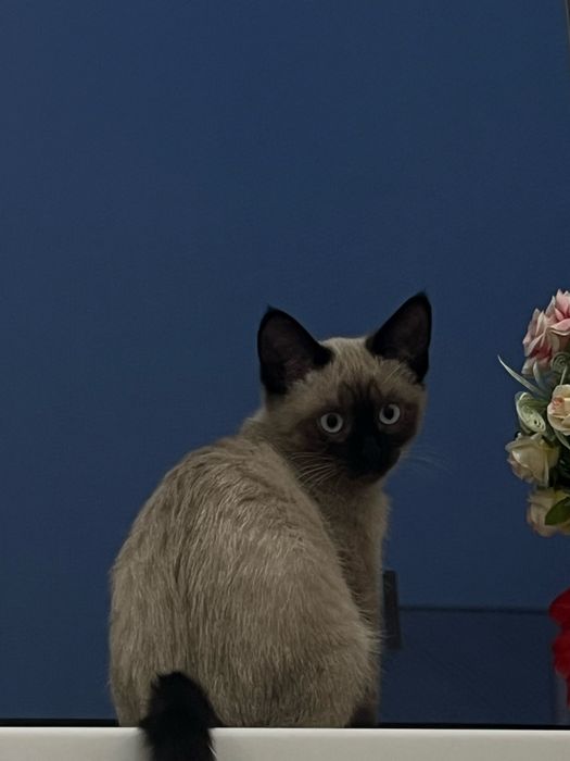 Котенок 4 месячная