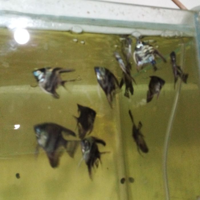 Декоративни рибки